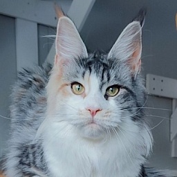 Lady Liberty Monterini