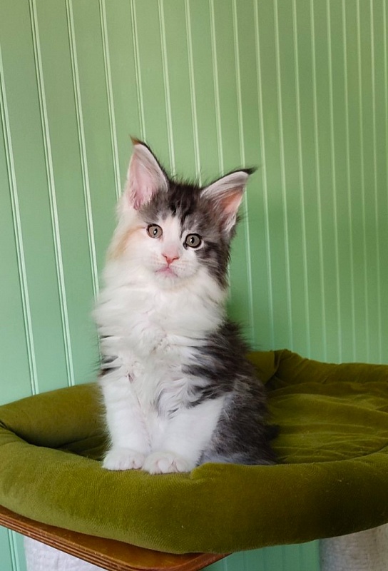 Lady Liberty Monterini - Kitten maine-coon 1 month 2 weeks