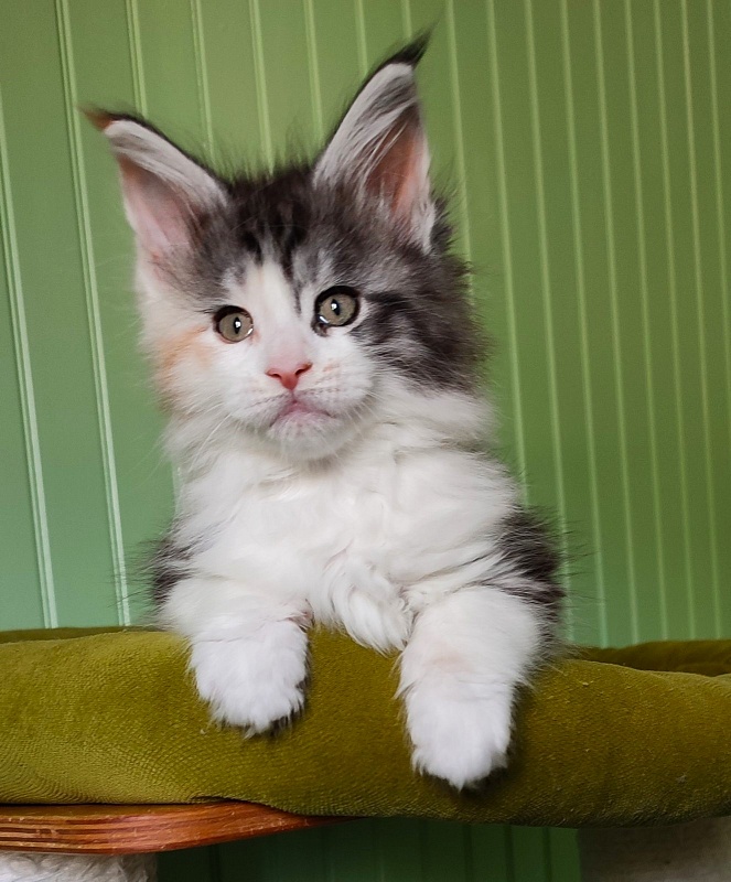 Lady Liberty Monterini - Kitten maine-coon 1 month 2 weeks