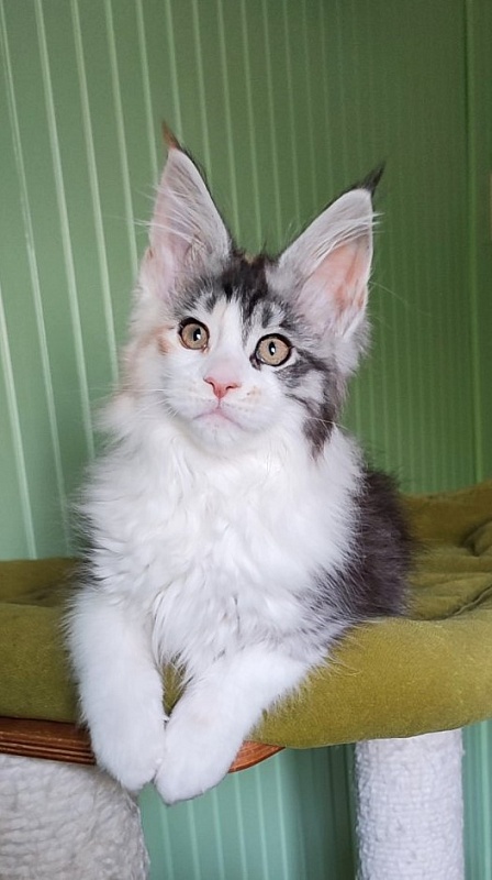Lady Liberty Monterini - Kitten maine-coon 2 months 2 weeks