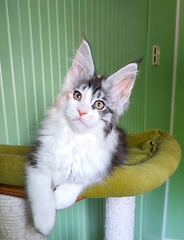 Lady Liberty Monterini - Kitten maine-coon 2 months 2 weeks