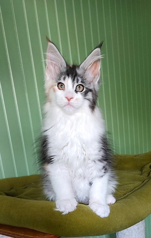 Lady Liberty Monterini - Kitten maine-coon 2 months 2 weeks