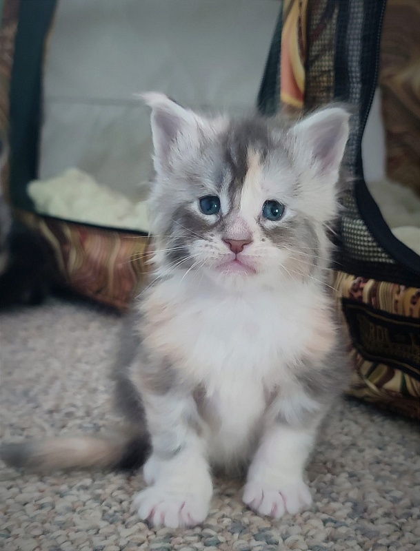 Limonchella Monterini - Kitten maine-coon 3.5 weeks