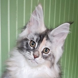 Limonchella Monterini