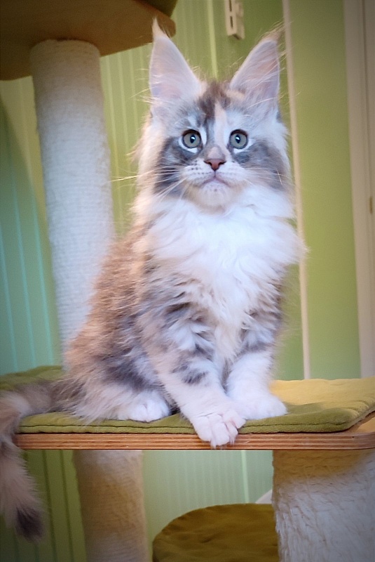 Limonchella Monterini - Kitten maine-coon 2 months