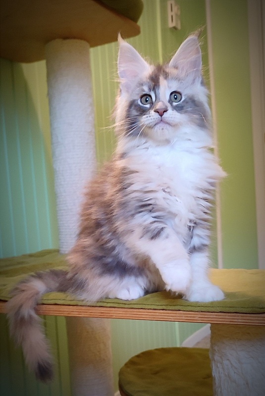 Limonchella Monterini - Kitten maine-coon 2 months