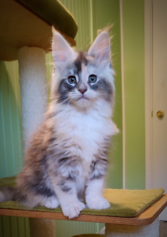 Limonchella Monterini - Kitten maine-coon 2 months