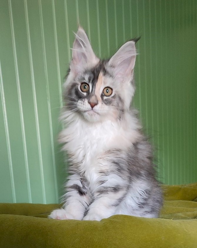Limonchella Monterini - Kitten maine-coon 2 months 2 weeks