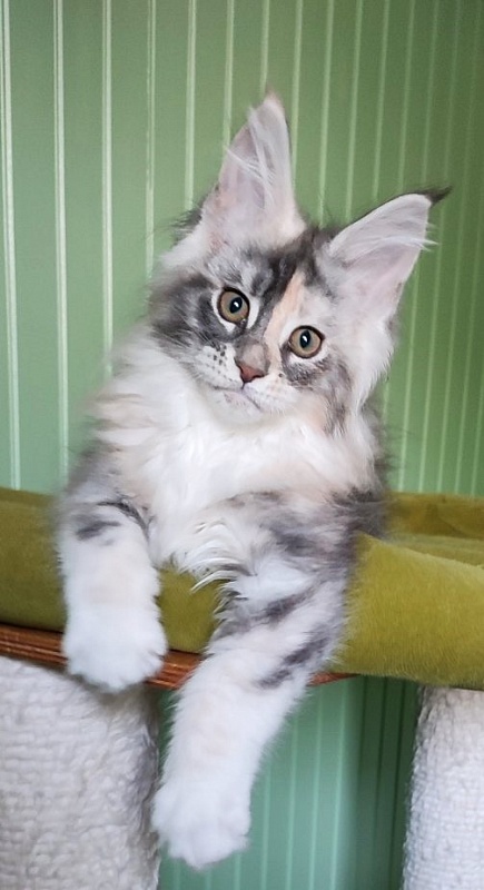 Limonchella Monterini - Kitten maine-coon 2 months 2 weeks