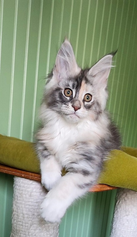 Limonchella Monterini - Kitten maine-coon 2 months 2 weeks