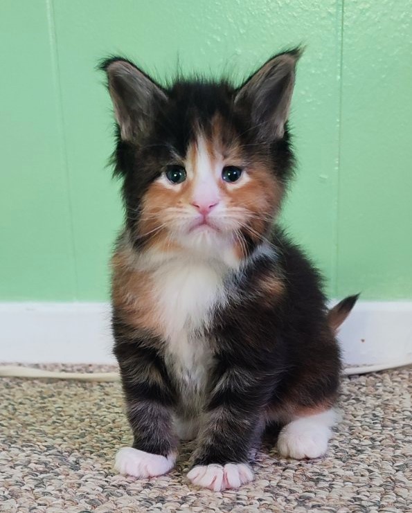 Lexxa Monterini*UA - Kitten maine-coon 4 weeks