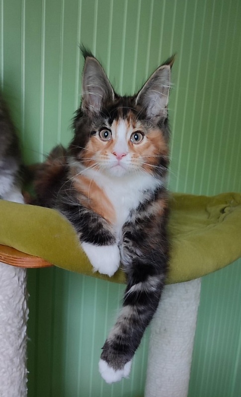 Lexxa Monterini*UA - Kitten maine-coon 2 months 2 weeks