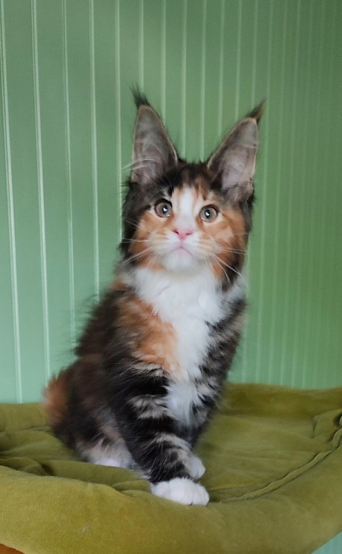 Lexxa Monterini*UA - Kitten maine-coon 2 months 2 weeks