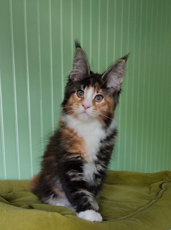 Lexxa Monterini*UA - Kitten maine-coon 2 months 2 weeks