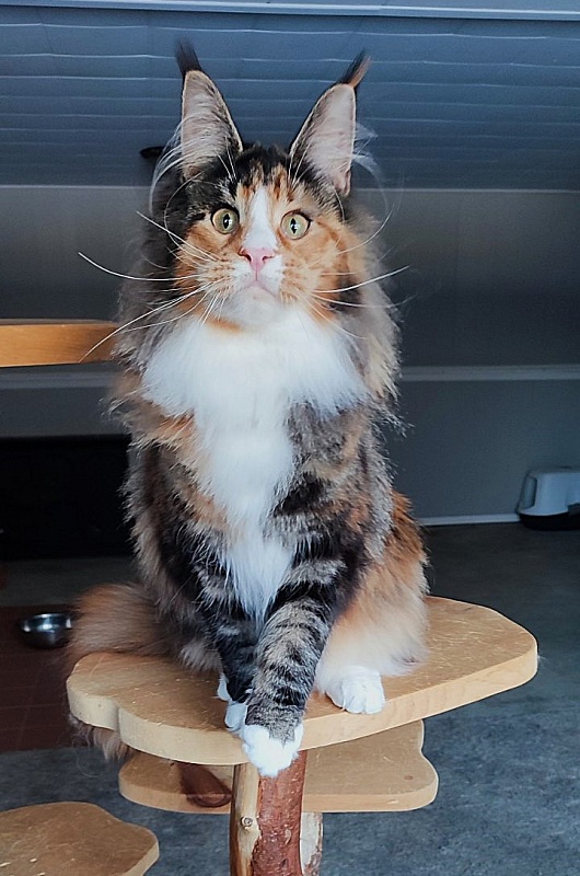 Lexxa Monterini*UA - Adult maine-coon 10 months