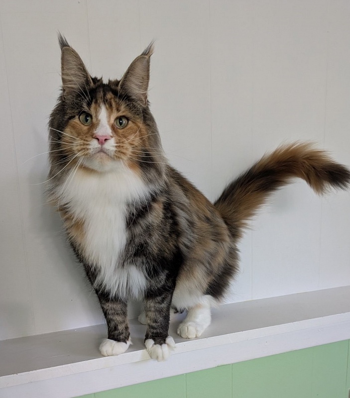 Lexxa Monterini*UA - Adult maine-coon 1 year 7 months 3 weeks