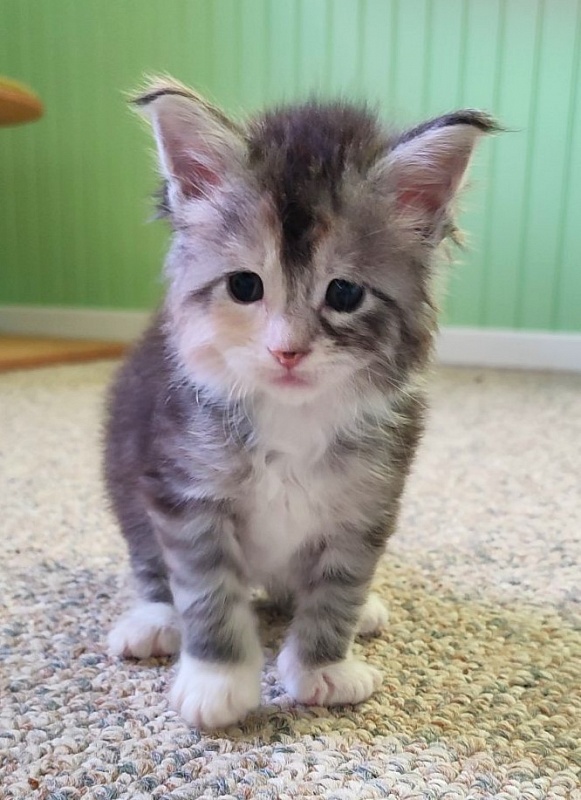 Lissa  Monterini - Кошеня мейн-кун 4 тижні