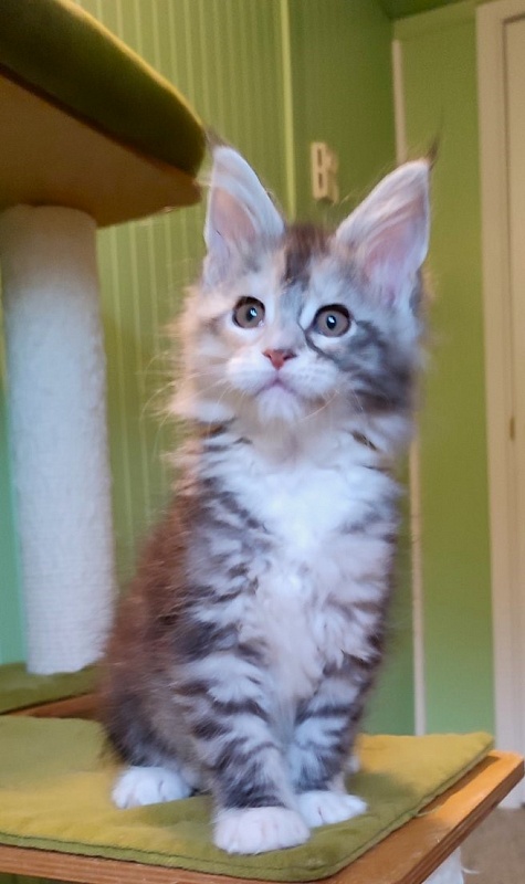 Lissa  Monterini - Кошеня мейн-кун 2 місяця