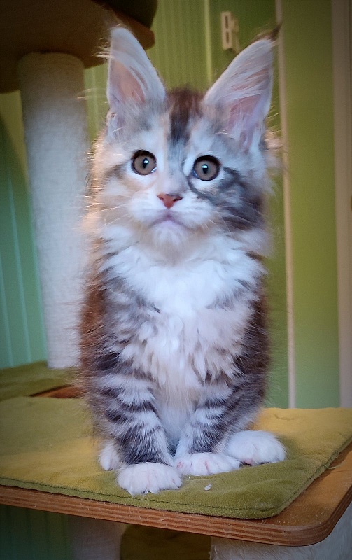 Lissa  Monterini - Кошеня мейн-кун 2 місяця