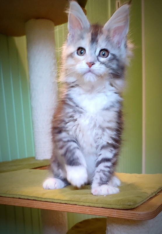 Lissa  Monterini - Кошеня мейн-кун 2 місяця