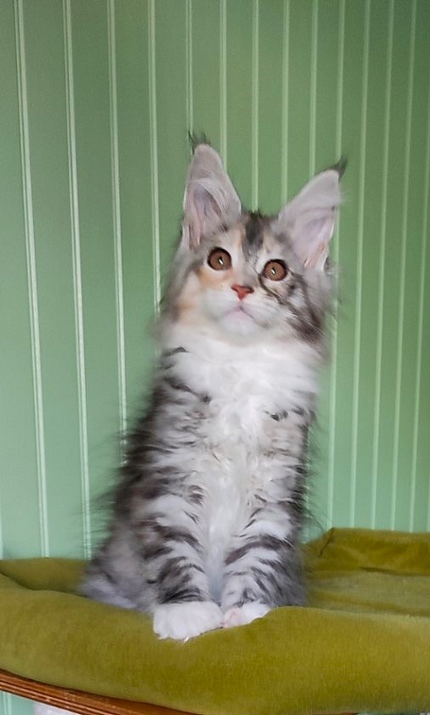 Lissa  Monterini - Кошеня мейн-кун 2 місяця 2 тижні