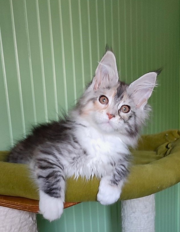 Lissa  Monterini - Кошеня мейн-кун 2 місяця 2 тижні