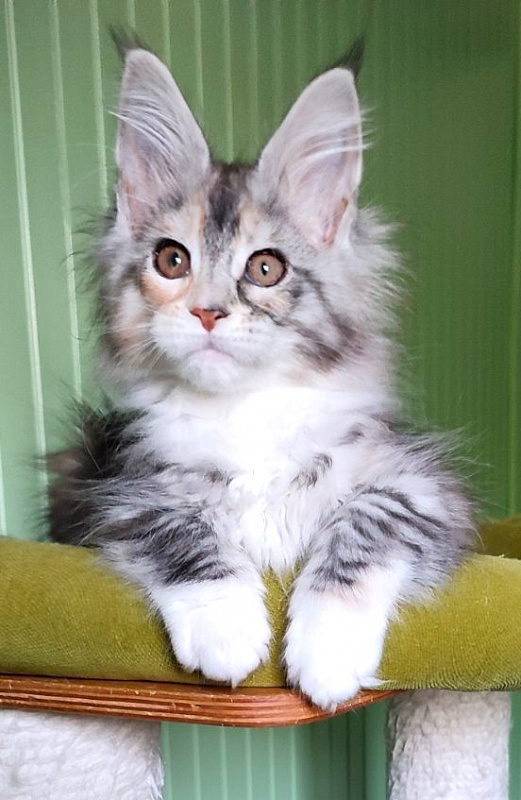 Lissa  Monterini - Кошеня мейн-кун 2 місяця 2 тижні