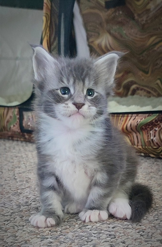 Larkin Monterini - Kitten maine-coon 3.5 weeks