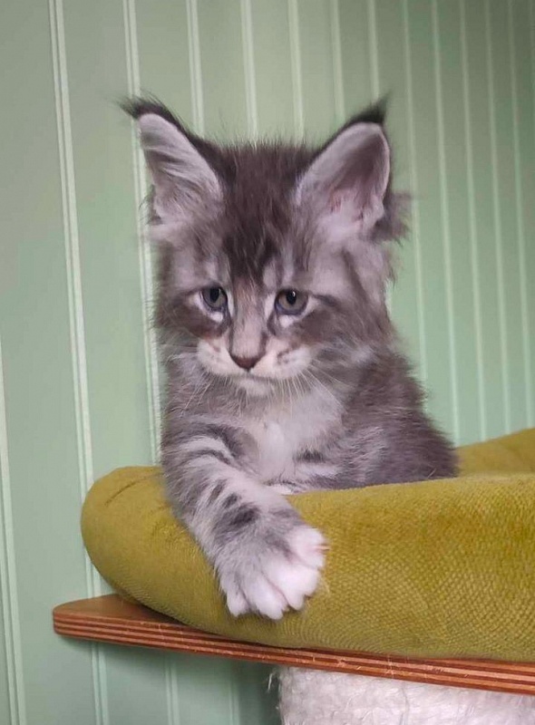 Larkin Monterini - Kitten maine-coon 1 month 2 weeks