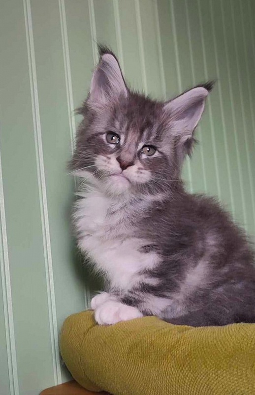 Larkin Monterini - Kitten maine-coon 1 month 2 weeks