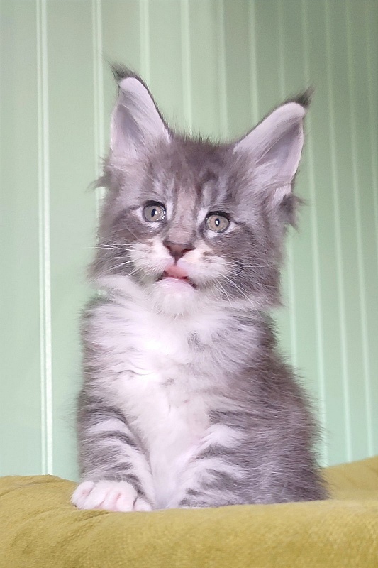 Larkin Monterini - Kitten maine-coon 1 month 2 weeks