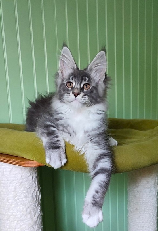Larkin Monterini - Kitten maine-coon 2 months 2 weeks