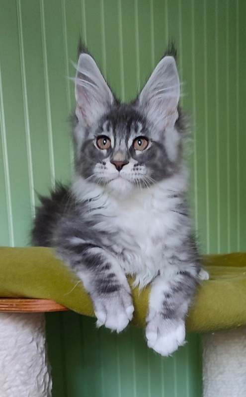 Larkin Monterini - Kitten maine-coon 2 months 2 weeks