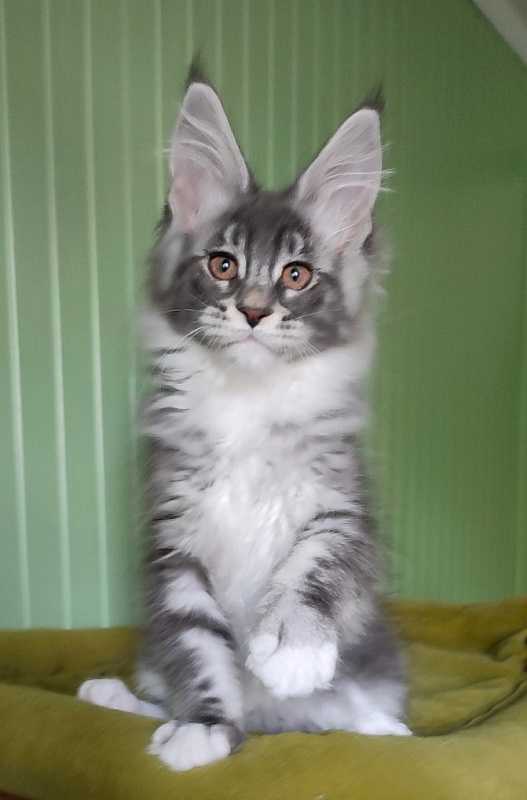 Larkin Monterini - Kitten maine-coon 2 months 2 weeks