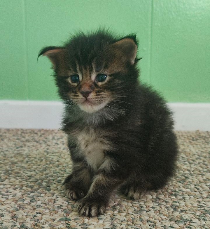 Moriconna Monterini - Kitten maine-coon 3 weeks
