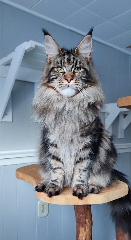 Moriconna Monterini - Junior maine-coon 9 months 3.5 weeks
