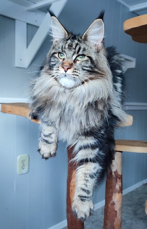 Moriconna Monterini - Junior maine-coon 9 months 3.5 weeks
