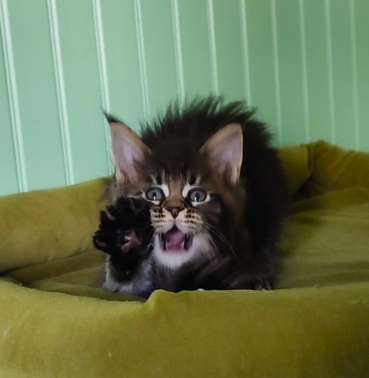Moriconna Monterini - Kitten maine-coon 1 month 2 weeks