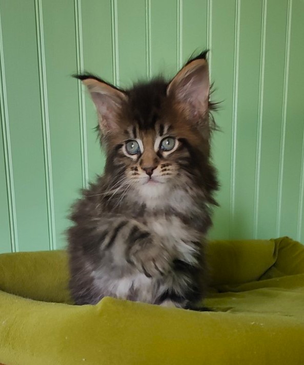 Moriconna Monterini - Kitten maine-coon 1 month 2 weeks