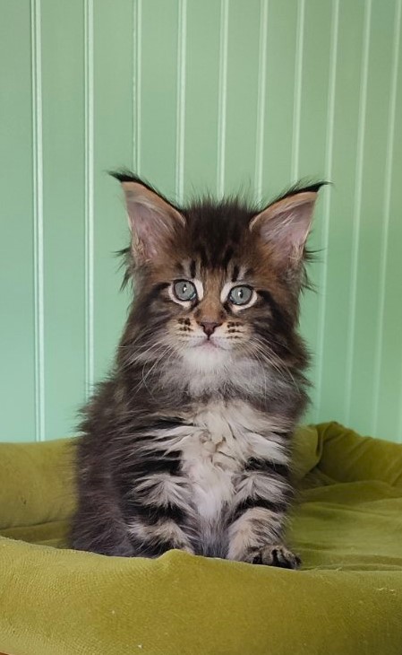 Moriconna Monterini - Kitten maine-coon 1 month 2 weeks