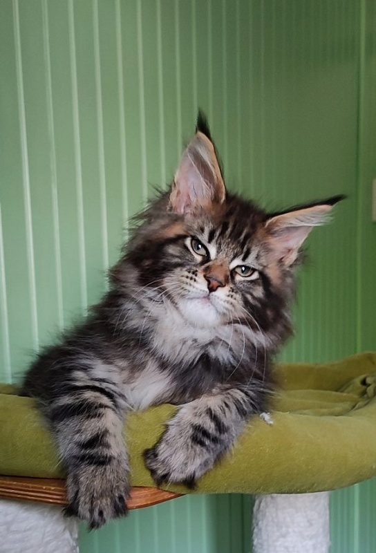 Moriconna Monterini - Kitten maine-coon 2 months 1.5 week