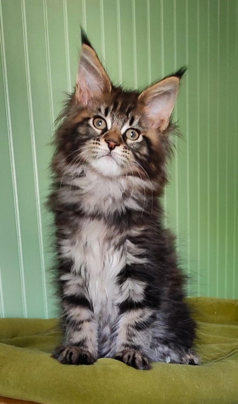 Moriconna Monterini - Kitten maine-coon 2 months 1.5 week