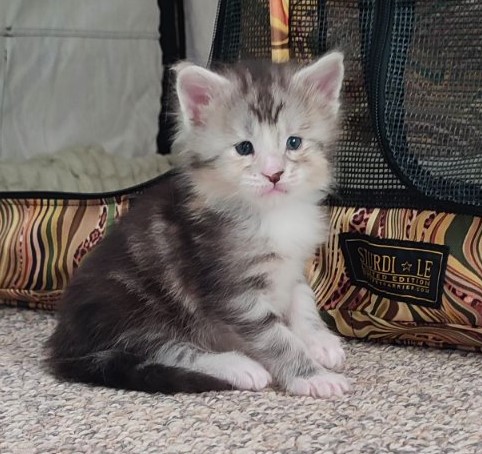 Manissa Monterini - Kitten maine-coon 3 weeks