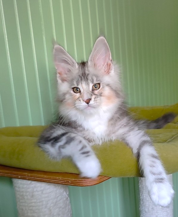 Manissa Monterini - Kitten maine-coon 2 months 1.5 week