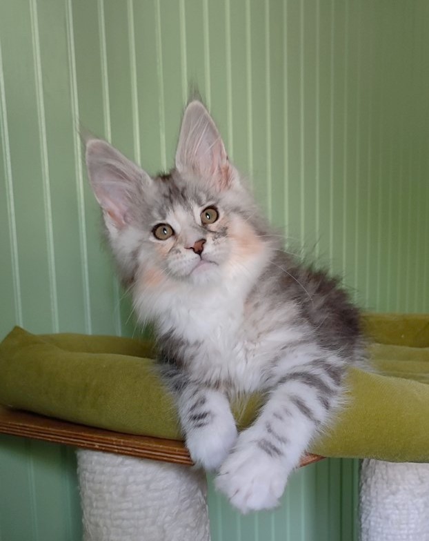 Manissa Monterini - Kitten maine-coon 2 months 1.5 week
