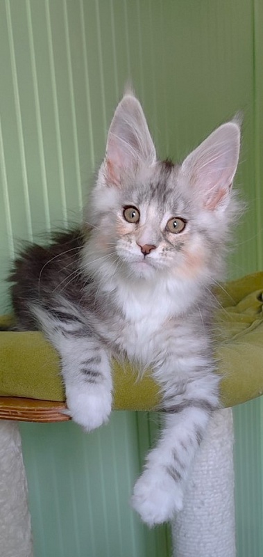 Manissa Monterini - Kitten maine-coon 2 months 1.5 week