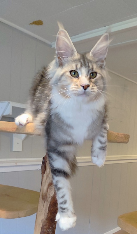 Manissa Monterini - Kitten maine-coon 6 months 1.5 week