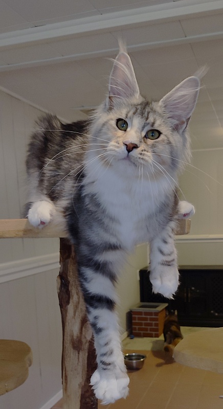 Manissa Monterini - Kitten maine-coon 6 months 1.5 week