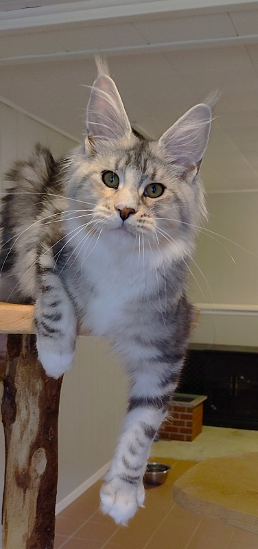 Manissa Monterini - Kitten maine-coon 6 months 1.5 week