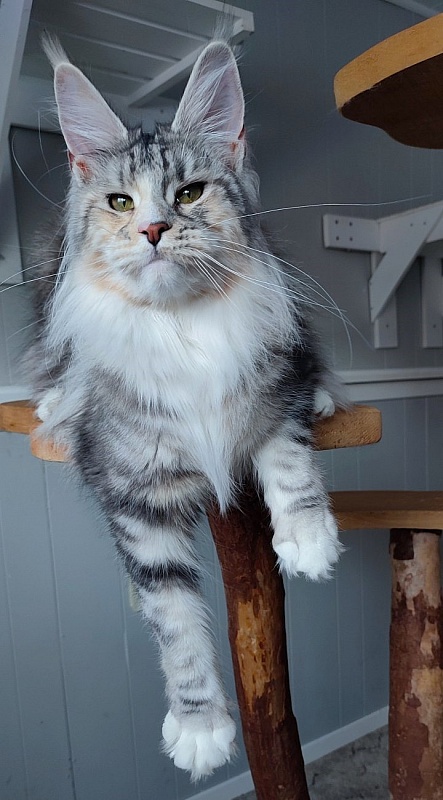 Manissa Monterini - Junior maine-coon 9 months 3.5 weeks